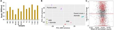 Mfd Affects Global Transcription and the Physiology of Stressed Bacillus subtilis Cells